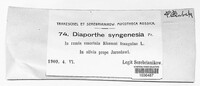 Diaporthe syngenesia image